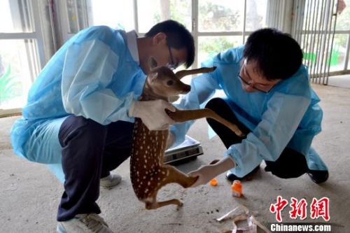 The deer, Dian Dian, has delivered her fifth litter in Shandong Province. (Photo/Cai Runlian)