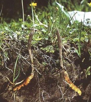 File photo shows excessive digging of caterpillar fungus on the Qinghai-Tibet Plateau. (File photo) 