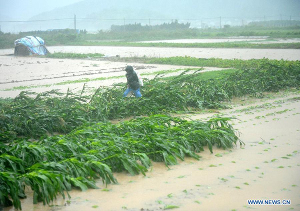 A farmer checks his losses in Zhoushan, east China's Zhejiang Province, July 11, 2015. Typhoon Chan-Hom, the ninth typhoon this year, landed at 4:40 p.m. in Zhujiajian Township of Putuo District in the island city of Zhoushan, packing winds of up to 45 meters per second, according to the provincial meteorological station. (Xinhua/Hu Sheyou)