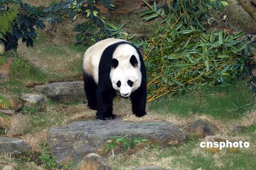 File photo of the giant panda Jia Jia (CNS photo)