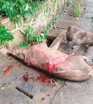 A dangerous wild boar that had been roaming around the prestigious Wuhan University has been shot dead by local police.Photo/ndapp.oeeee.com
