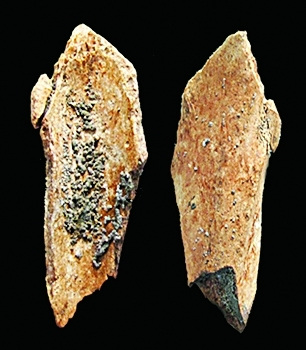 Two fossilized bones of ancient Chinese man. ()