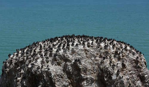 Flocks of cormorants nesting on Bird Island at the Qinghai Lake National Nature Reserve. (Photo by Wang Jing/China Daily)
