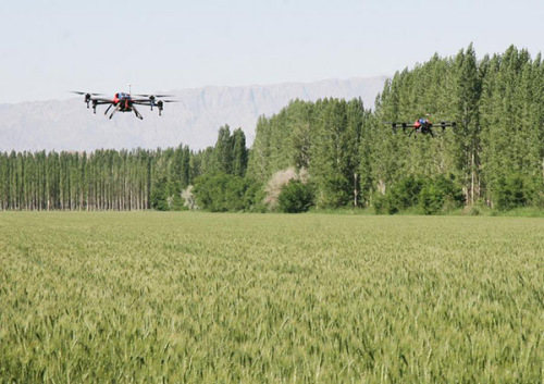 Drones fly over a wheat field to spray insecticide at a farm of the Xinjiang Production and Construction Corps in Bayan Gol Mongolian autonomous prefecture, Northwest China's Xinjiang Uygur autonomous region, June 9, 2015. (Photo/Xinhua)