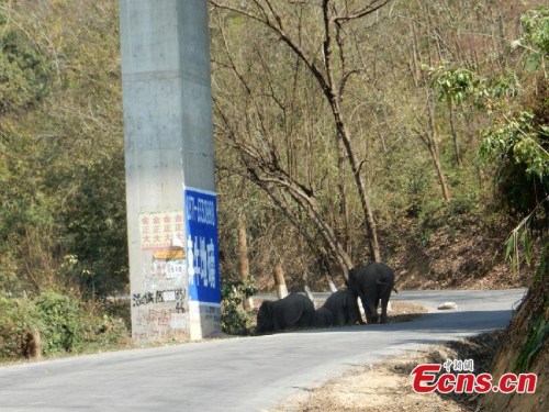 Wild elephants are spotted under an expressway bridge in Jinghong city, Southwest Chinas Yunnan province, Feb 25, 2015. Seven wild elephants that intruded an expressway were escorted back to forest by police. It is common for the State-protected animals to damage crops or attack humans near the rainforests of Xishuangbanna in Jinghong. (Photo: China News Service/Chang Zongbo)