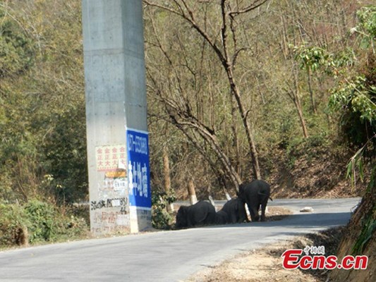 Wild elephants are spotted under an expressway bridge in Jinghong city, Southwest China's Yunnan province, Feb 25, 2015. Seven wild elephants that intruded an expressway were escorted back to forest by police. It is common for the State-protected animals to damage crops or attack humans near the rainforests of Xishuangbanna in Jinghong. (Photo: China News Service/Chang Zongbo)