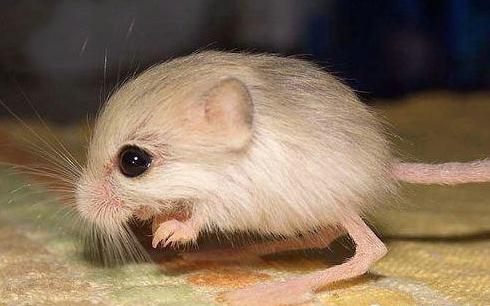 A man from northwest China's Xinjiang Uygur Autonomous Region has found a jumping mouse or dwarf three-toed jerboa, which is the smallest rodent in the world. (Photo/xinhuanet.com)