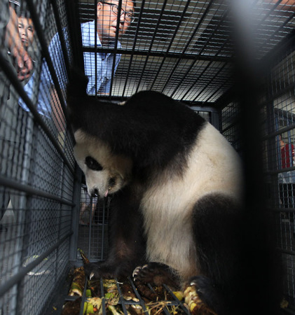 A female panda reacts nervously as she lands at Changchun, Jilin province, on June 25. She and a male panda from the China Conservation and Research Center for the Giant Panda are on loan to the Siberian Tiger Park in Jilin province. The pair will be raised there for three years. (Bai Shi/for China Daily)
