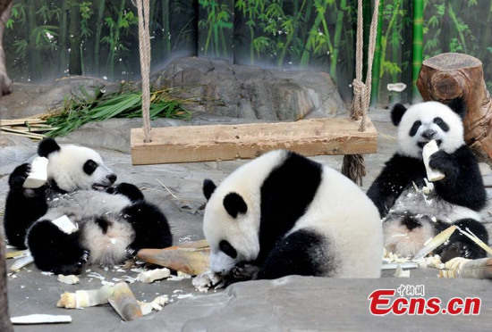 Guangzhou Chimelong Safari Park held a party to celebrate the first birthday of the world's only alive panda triplets in Guangzhou, capital of Guangdong province, July 29, 2015. (CNS photo/Liu Weiyong)