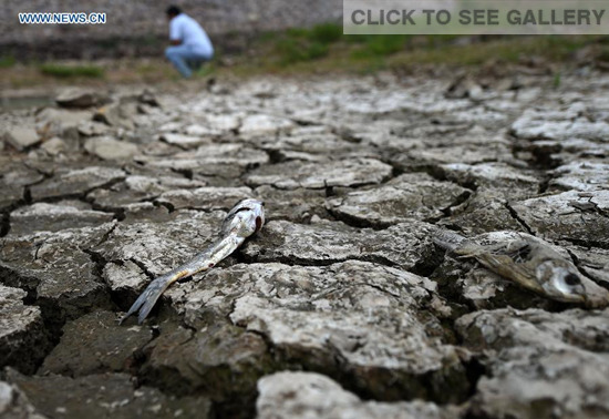 Photo taken on July 21, 2015 shows exposed riverbed in Shanzuizi Village of northeast China's Liaoning Province. The lingering drought in Liaoning has resulted in about 178,200 people lack of drinking water and has affected about 1.15 million hectares of crops. (Photo: Xinhua/Li Gang)