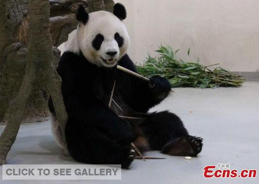 Yuan Yuan was artificially inseminated on both March 26 and 27 when she was in heat. Because the gestation period of giant pandas ranges from 120 to 150 days, the unusual symptoms naturally led to expectations that Yuan Yuan might be pregnant. The symptoms now appear to be fading away. (Photo provided to China News Service)