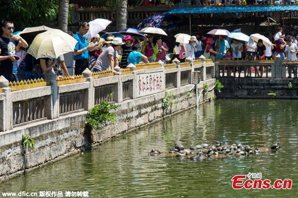 Tortoises crowd a pond in front of South Putuo Temple in Xiamen, East Chinas Fujian province. Buddhists believe setting free a tortoise, which symbolizes longevity, can bring luck and happiness. However, temple authorities are asking believers to stop putting tortoises in the pond. (Photo/IC)