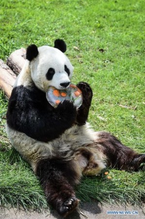 Giant panda Caitao eats ice cake at a panda house in Taiyuan Zoo, Taiyuan city, capital of north China's Shanxi Province, Aug. 4, 2015. Taiyuan Zoo threw a party for giant panda Caitao for its fifth birthday Tuesday. (Photo: Xinhua/Fan Minda)