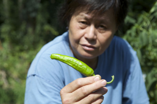 Zhang Zaixian, 63, posing on July 29 with the red cowpeas she grew in a garden near Yale University in New Haven, Connecticut. (China Daily/Hezi Jiang)