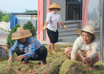 Workers lay turf on Yongxing Island on July 22 as part of local government measures to improve the environment. (Xu Wei/China Daily)
