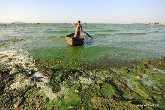 A fisherman paddles in Chaohu Lake of Hefei, east China's Anhui Province, July 30, 2015. Blue-green algae expanded rampantly in Chaohu Lake due to the temperature got warmer recently. (Photo: Xinhua/Yang Xiaoyuan)