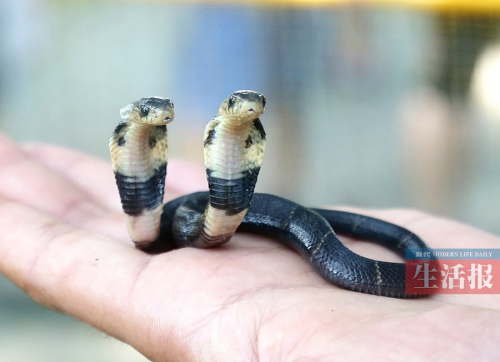 A two-headed cobra. (Photo/Modern Life Daily)