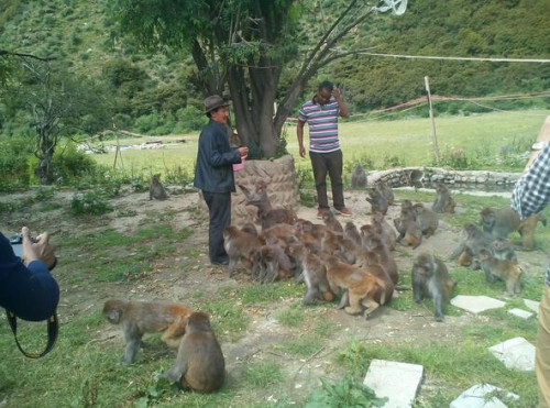 A man popularly referred to as King of monkeys'' telling story to an African Journalist who visited the site during the tour to China's Tibet Autonomous Region. (Photo: Julius Enehikhuere, African journalist)