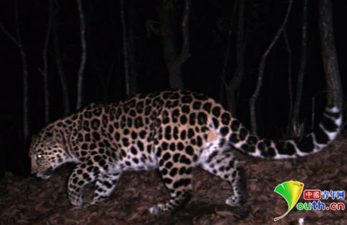 The first photo of Amur leopard taken in China in 2010. (Photo/Youth.cn) 