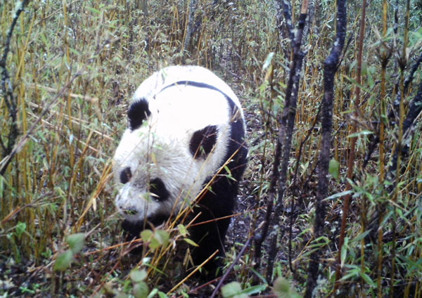 A giant panda in the wild in the state-level Baishuijiang natural reserve in Northwest China's Gansu province on May 1, 2013.(Photo/Xinhua)
