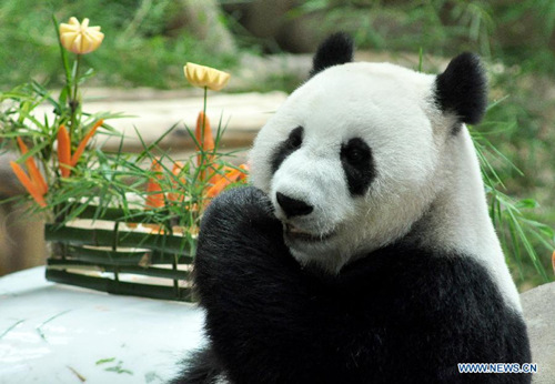 File picture taken on Aug. 23, 2014, shows female giant panda Liang Liang during her birthday party at the National Zoo in Kuala Lumpur.  (Photo: Xinhua/Chong Voon Chung)