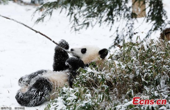 Giant panda Mei Xiang play in snow at the Smithsonian's National Zoo in Washington DC, Jan 27, 2015. (Photo/Agencies)