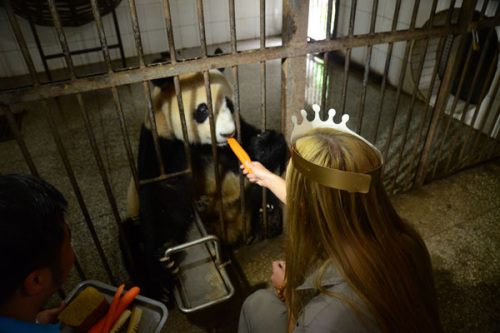 German panda lover Malanie feeds a panda with which she celebrates the birthday on the same day. (Photo provided to China Daily)