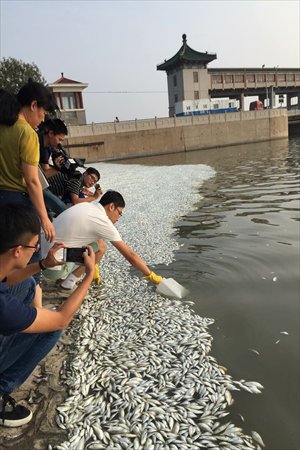 An official with local fisheries authority in Tianjin takes dead fish and water samples from Tianjin's Haihe River on Thursday for investigation, after dead fish were found floating along the shore on a 100-meter stretch, triggering wide speculation. (Photo: Liu Xin/GT)