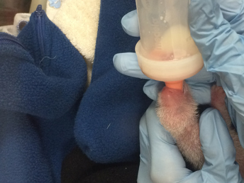 The smaller of the two giant panda cubs born last Saturday at the Smithsonian��s National Zoo died at 2:05pm Wednesday. (Photo/Provided to China Daily)