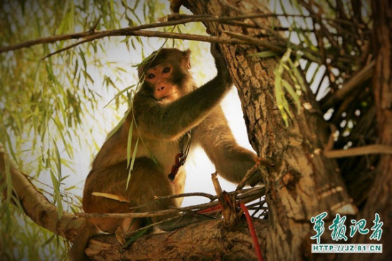 A trained macaque climbs a tree at the Beijing air force station. (Photo/jz.81.cn)