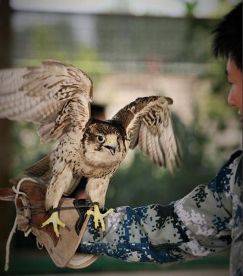 A saker falcon spreads its wings as it stands on a soldier's arm. (Photo/jz.81.cn)
