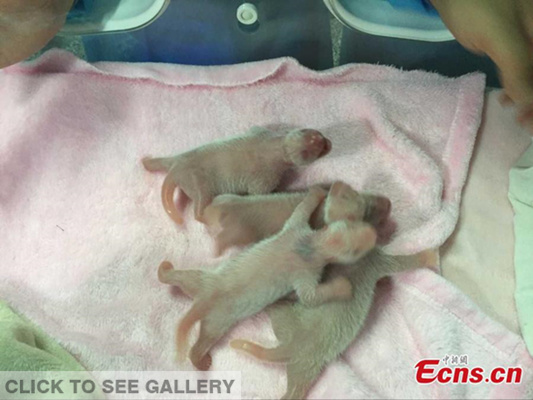 Two pandas gave birth to twins on August 2, 2015, doubling the number of sets of twins born this year and taking the total number of cubs to nine so far. (Photo provided to China News Service)