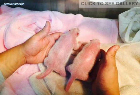 Photo taken on Aug. 7, 2015 shows a pair of newly-born panda twins at Chengdu Research Base of Giant Panda Breeding in Chengdu, capital of southwest China's Sichuan Province. Panda mother Nini gave birth to female twins in the evening of Aug. 7, with the elder sister weighing at 145.6 grams and the younger one at 204.1 grams. (Photo: Xinhua/Xue Yubin)