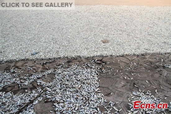 Heaps of dead fish are spotted pilling up near the shores of a lake in Tianjin on August 20,2015, some six kilometers from the site of the blasts that ripped through a warehouse storing hazardous goods in the port city's Binhai district.(Photo: China News Service/Zhang Daozheng)