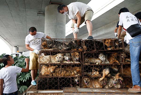 Volunteers from the Xi'an Small Animal Protection Association check caged dogs on a truck after they stopped the vehicle at a highway tollgate with police help in Xi'an, Shaanxi province, Sept 7, 2015. (Photo by Chen Tuanjie/For China Daily)