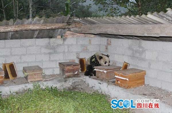 A panda eats honey from a box at Yongfu village, Ya'an city, Southwest China's Sichuan province, Sept 8, 2015. (Photo/scol.com.cn)