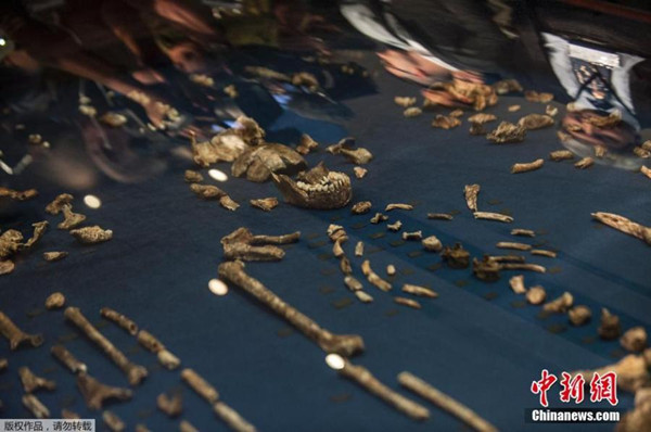 Fossils of a newly discovered ancient species, named Homo naledi, are pictured during their unveiling outside Johannesburg September 10, 2015. (Photo/Agencies)