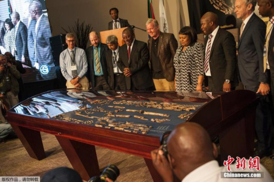 Fossils of a newly discovered ancient species, named Homo naledi, are pictured during their unveiling outside Johannesburg September 10, 2015. (Photo/Agencies)