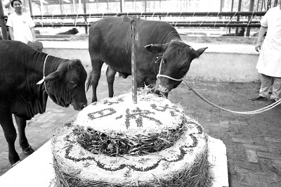 File photo of genetically modified cows, Meng Meng and Niu Niu, in 2013. (www.gmw.cn)