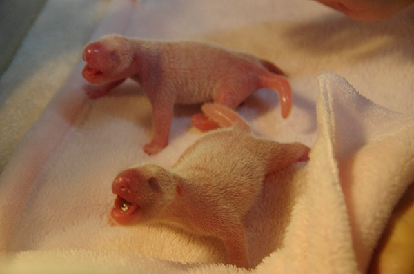 A pair of female twin pandas is born in Chengdu Research Base of Giant Panda Breeding on September 16, 2015. (Photo/chinadaily.com.cn)