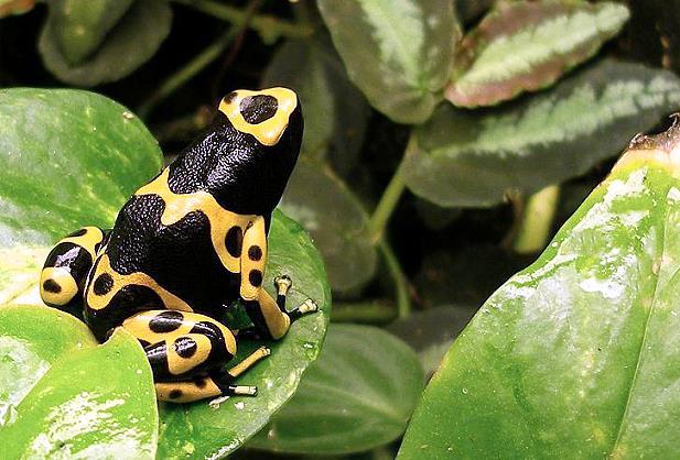 File photo of the highly poisonous frog 