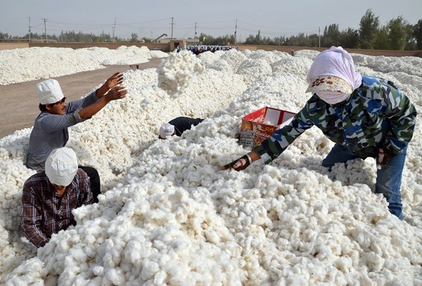 Members of the Xinjiang Production and Construction Corps place harvested cotton in the sun to dry. (CHEN JIANSHENG/CHINA DAILY)