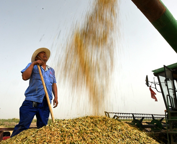 Members of the 1st Division of the Xinjiang Production and Construction Corps harvest wheat. (WANG ZHIQING/XINHUA)