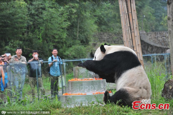 Panda Pan Pan eats a birthday cake made of ice and fruit in Chengdu panda base on Sept. 21, 2015. Panpan is the oldest living male panda in the world, his age equivalent to a 100-year-old human. The oldest female is Jiajia from Hong Kong, who celebrated her 37th birthday in July. The average life of the wild giant panda is 15 years. (Photo/CFP)