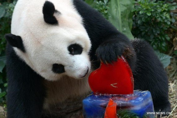 Panda Jia Jia eats birthday ice cake during its birthday party held at Singapore's River Safari, Sept. 3, 2015. (Photo: Xinhua/Then Chih Wey)