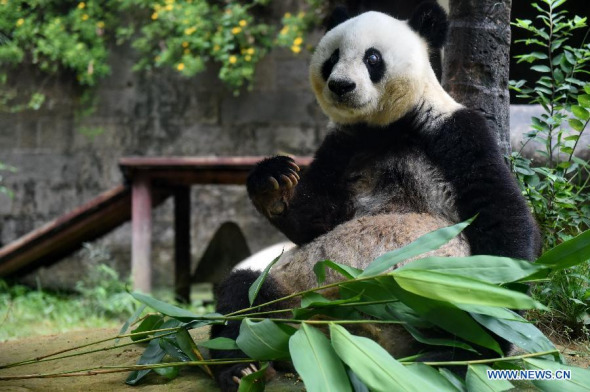 Giant panda Basi eats bamboo leaves at the panda research and exchange center in Fuzhou, capital of southeast China's Fujian Province, Sept. 25, 2015. Basi will turns 35 in November, making her over 100 in human years.  (Photo: Xinhua/Zhang Guojun) 