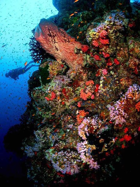 A diver explores Indonesia's rich sea life in Pulau Weh. (Photo courtesy of Vincent Chong of Pulau Weh Dive Resort)