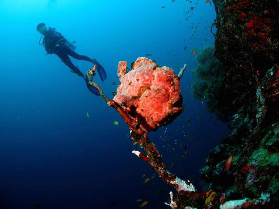 A diver explores Indonesia's rich sea life in Pulau Weh. (Photo courtesy of Vincent Chong of Pulau Weh Dive Resort)