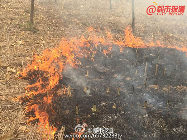 Local villagers burn straws in Taikang county, Zhoukou, Henan province, Sept 28, 2015. (Photo from Sina Weibo)