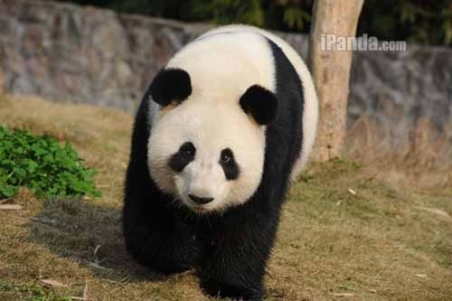 File photo of panda Ying Ying.